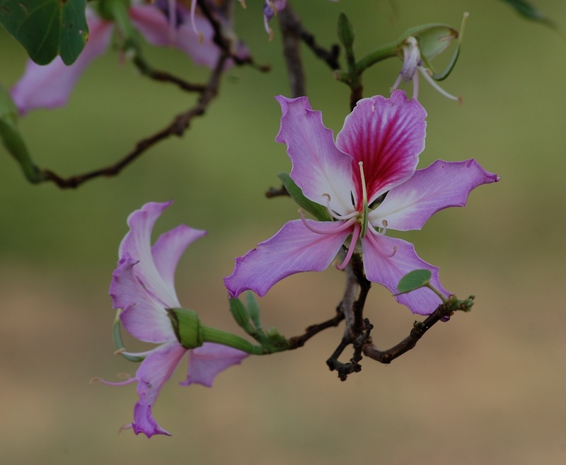purpurea, bauhinia, vulnerability, bloom, plant, fragility, close-up, nature, no people, flower head, pollen, pink color, flowering plant, petal, flower