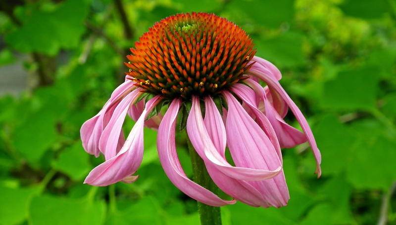 coneflower, flower, pink color, petal, pollen, echinacea purpurea, inflorescence, the multiannual, flowering plant, no people, spring, beauty in nature