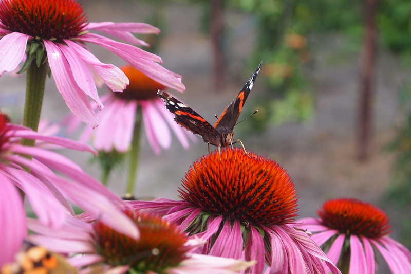 no people, fragility, pollen, purple coneflower, inflorescence, growth, nature, close-up, plant, animals in the wild, flowering plant, petal, invertebrate