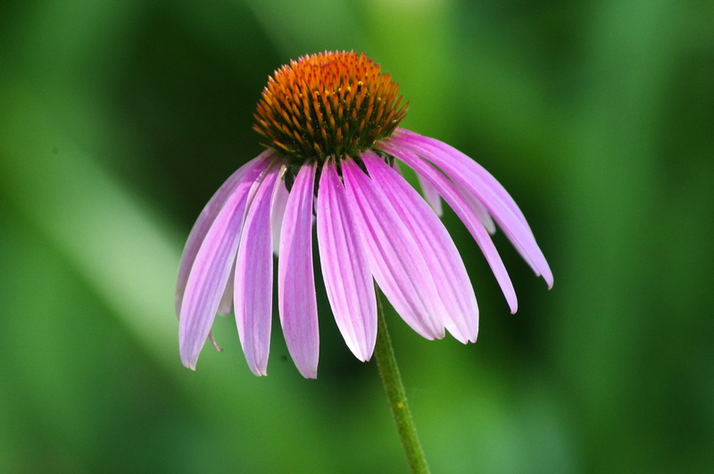 coneflower, focus on foreground, blooming, bloom, echinacea, petal, freshness, 2K, flowering plant, summer, flower, pink color, vulnerability, flower head