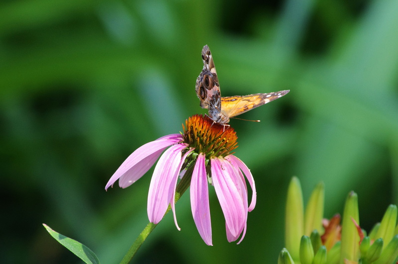 butterfly, perennial, vulnerability, plant, animal, invertebrate, fragility, butterfly on purple coneflower, vanessa virginiensis, growth, blooming, spring