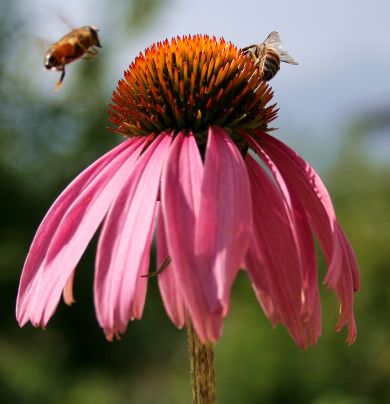 plant, honeybee, bee, fragility, petal, flower head, insect, growth, petals, bloom, no people, pollen, vulnerability, pollination, focus on foreground