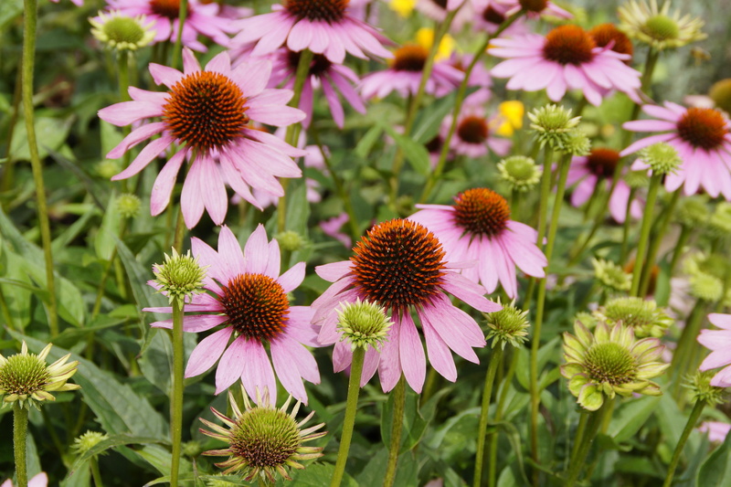 beauty in nature, vulnerability, medicinal plants, petal, nature, pollen, blossom, close-up, coneflower, flowerbed, flower head, 5K, flower, bloom, echinacea