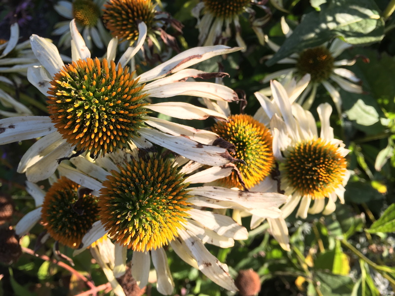 outdoors, purple coneflower, autumn, wilted, petal, freshness, vulnerability, sunlight, fragility, plant, day, no people, beauty in nature, 4K, pollen