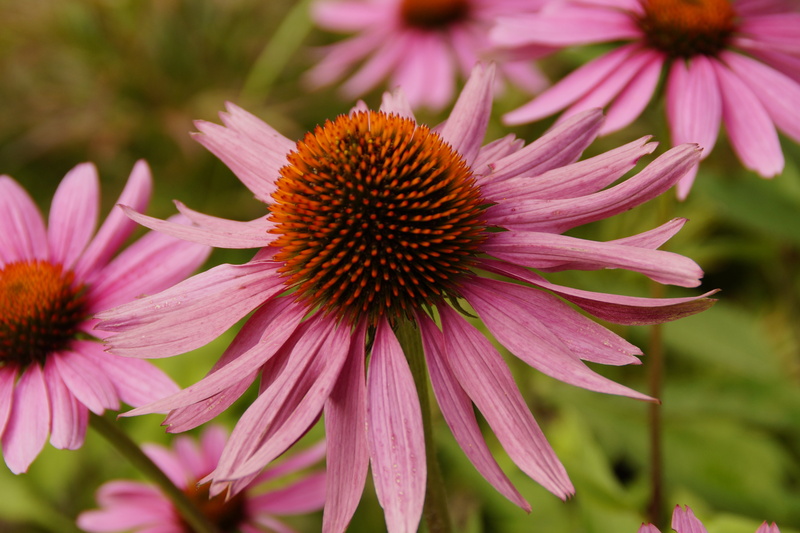 vulnerability, blossom, fragility, bloom, nature, echinacea, ornamental plant, outdoors, close-up, summer, freshness, pink, 5K, beautiful, coneflower