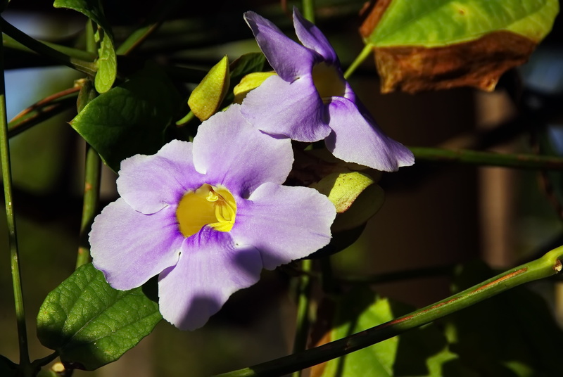 nature, violet, flowering plant, plant, day, leaf, plant part, inflorescence, petal, flower, flower head, beauty in nature, volubilis, fragility, purple