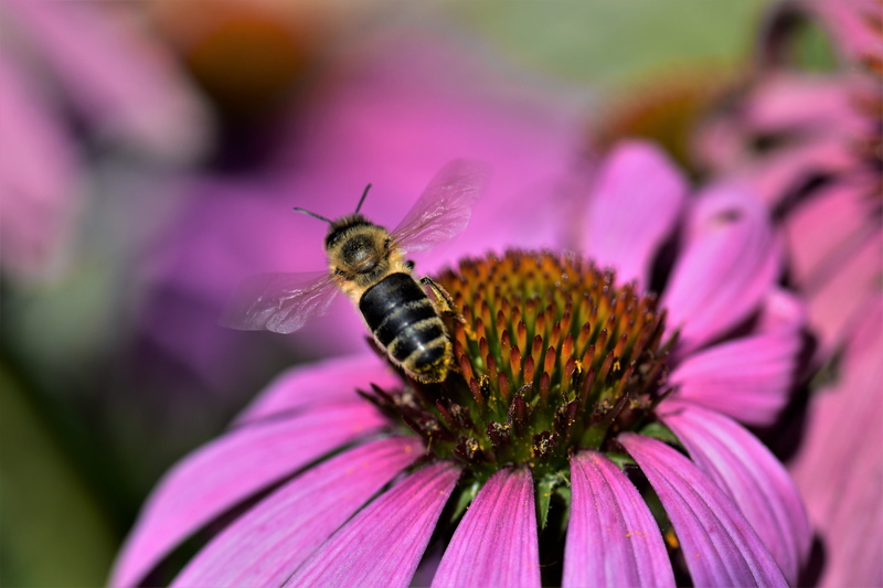 close-up, echinacea purpurea, animals in the wild, growth, garden, insect, close, sun hat, purple, pink color, bloom, invertebrate, beauty in nature, animal themes