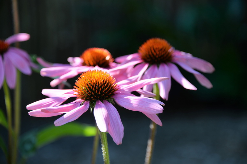 growth, plant, nature, medicinal plant, close, summer, close-up, fragility, coneflower, beauty in nature, flower, vulnerability, day, outdoors, 4K, sun hat