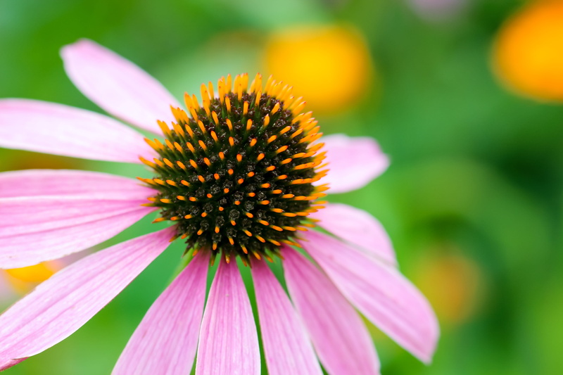 echinacea purpurea, coneflower, beauty in nature, pink color, flower, bloom, purple coneflower, day, blossom, nature, pollen, flora, focus on foreground