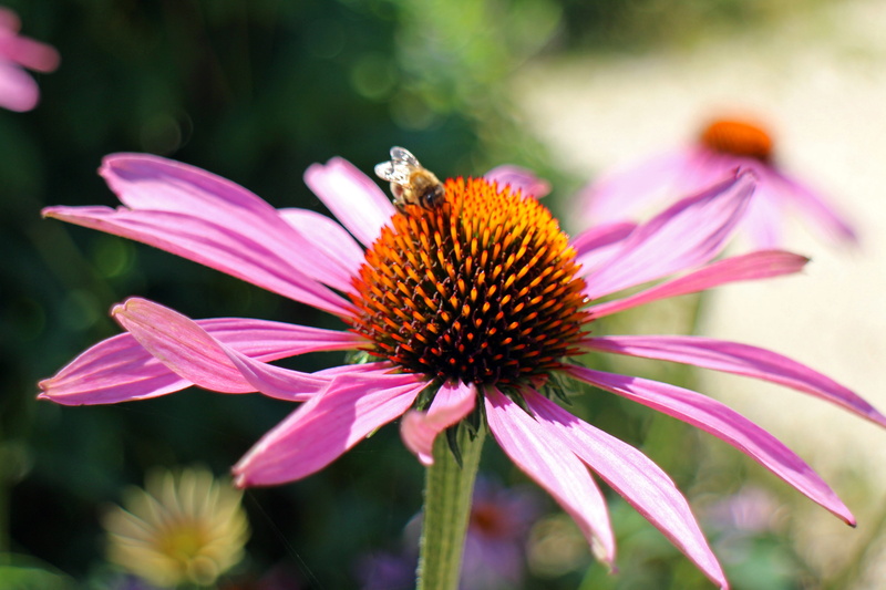 flower, animals in the wild, vulnerability, flora, pink color, no people, focus on foreground, wild flower, sun hat, pollination, close-up, plant, coneflower