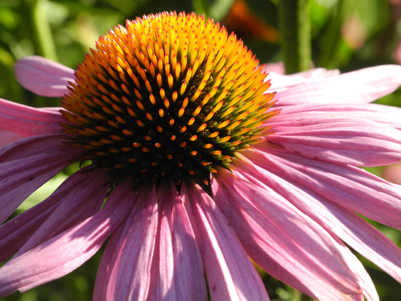 beauty in nature, fragility, strong, vulnerability, flower head, growth, bloom, summer, medicinal plant, no people, day, outdoors, flower, coneflower, gazania