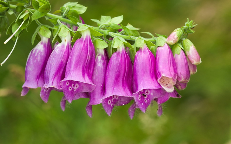 2K, close, Foxglove, Purple, Flowers