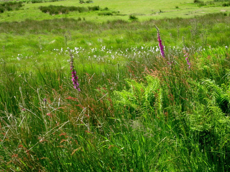 nature, foxglove, photography, beautiful scenery, grass, 1080P, flowers, nature and landscapes, wild
