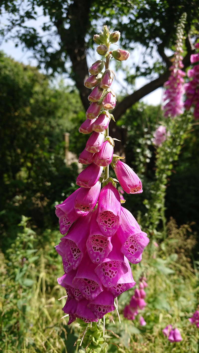 foxglove, purple, tree, 5K, flower head, flowering plant, plants, plant, inflorescence, freshness, growth, day, blossom, fragility, flora, flower, wildflowers