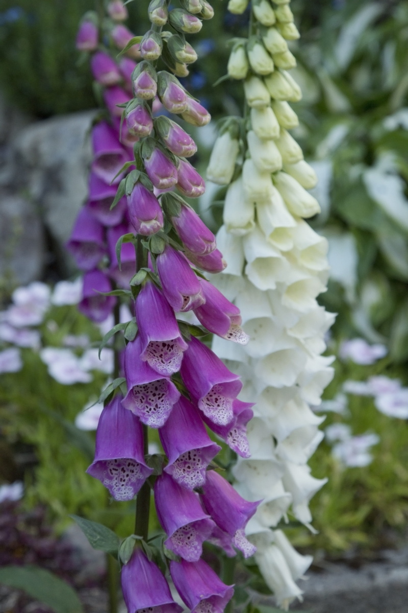 bunch of flowers, flowering plant, foxglove, freshness, focus on foreground, white, purple, 5K, close-up, inflorescence, selective focus, day, flower
