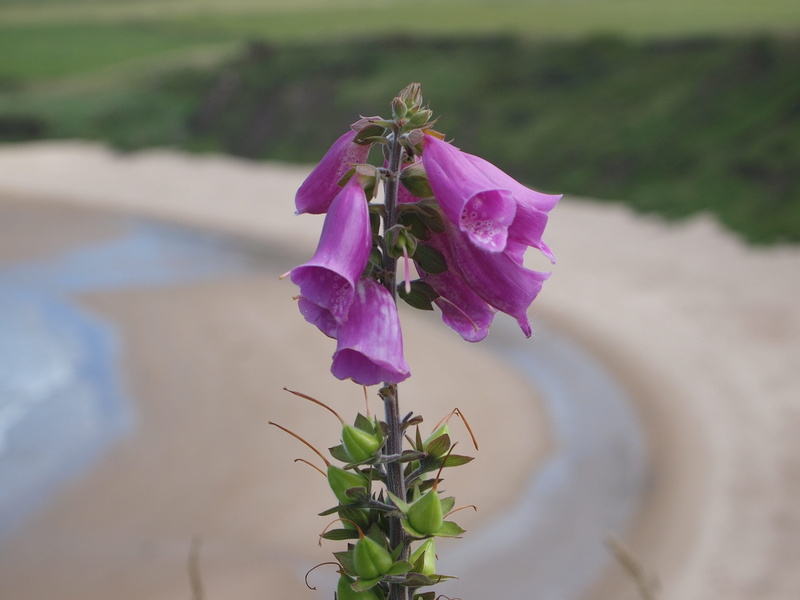 bouquet, nature, plant part, focus on foreground, pink color, plant, close-up, Coast, freshness, no people, growth, flowering plant, Uk, Beach, fragility