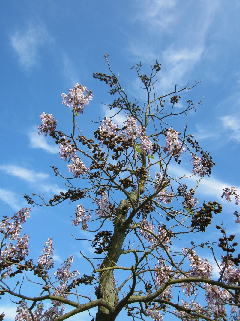 nature, sky, blossom, princess tree, growth, empress tree, no people, low angle view, outdoors, cherry blossom, freshness, blue, flower, beauty in nature