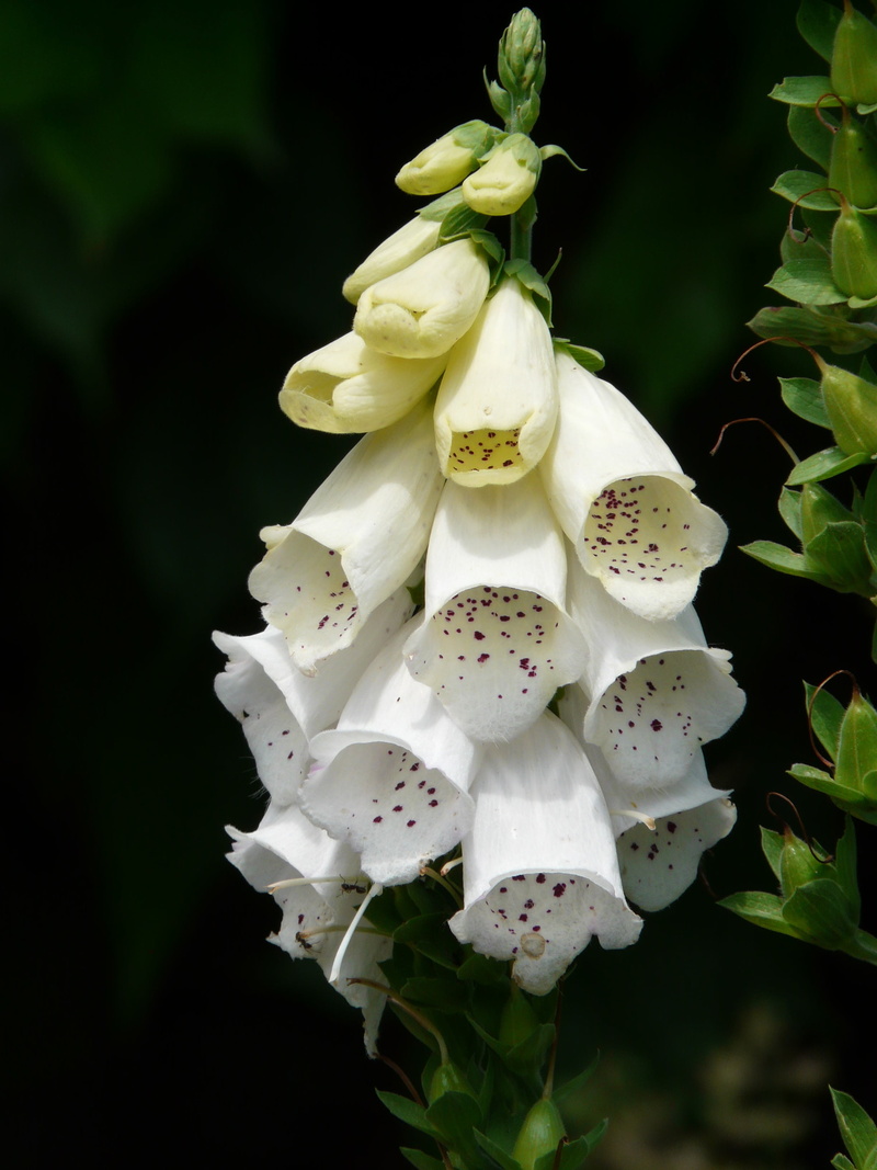 nature, fragility, botany, pollen, focus on foreground, flowers, poisonous plant, white color, 2K, medicinal plant, thimble, plant, outdoors, flower head