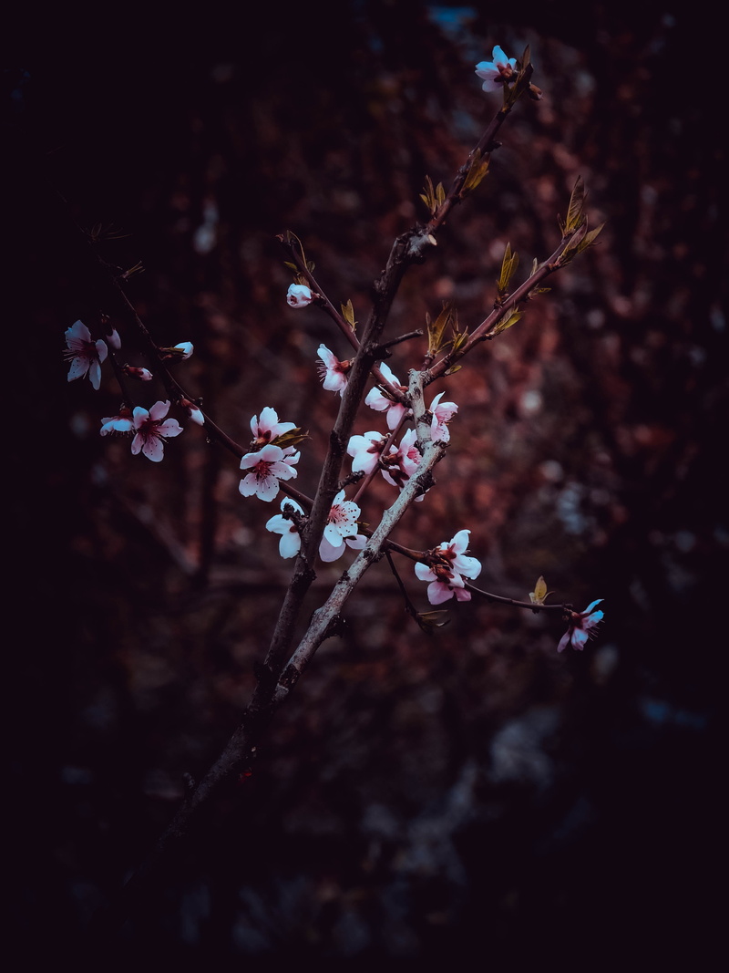 pollen, branch, vulnerability, flower head, growth, no people, scoreboard, nature, lilac, petal, crocus, tree, flowering plant, freshness, lupin, sprout
