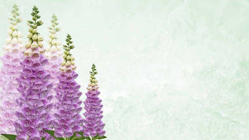 flower, no people, fragility, desktop, 4K, garden, green color, studio shot, flowering plant, lilac, close-up, foxgloves, flower head, beauty in nature