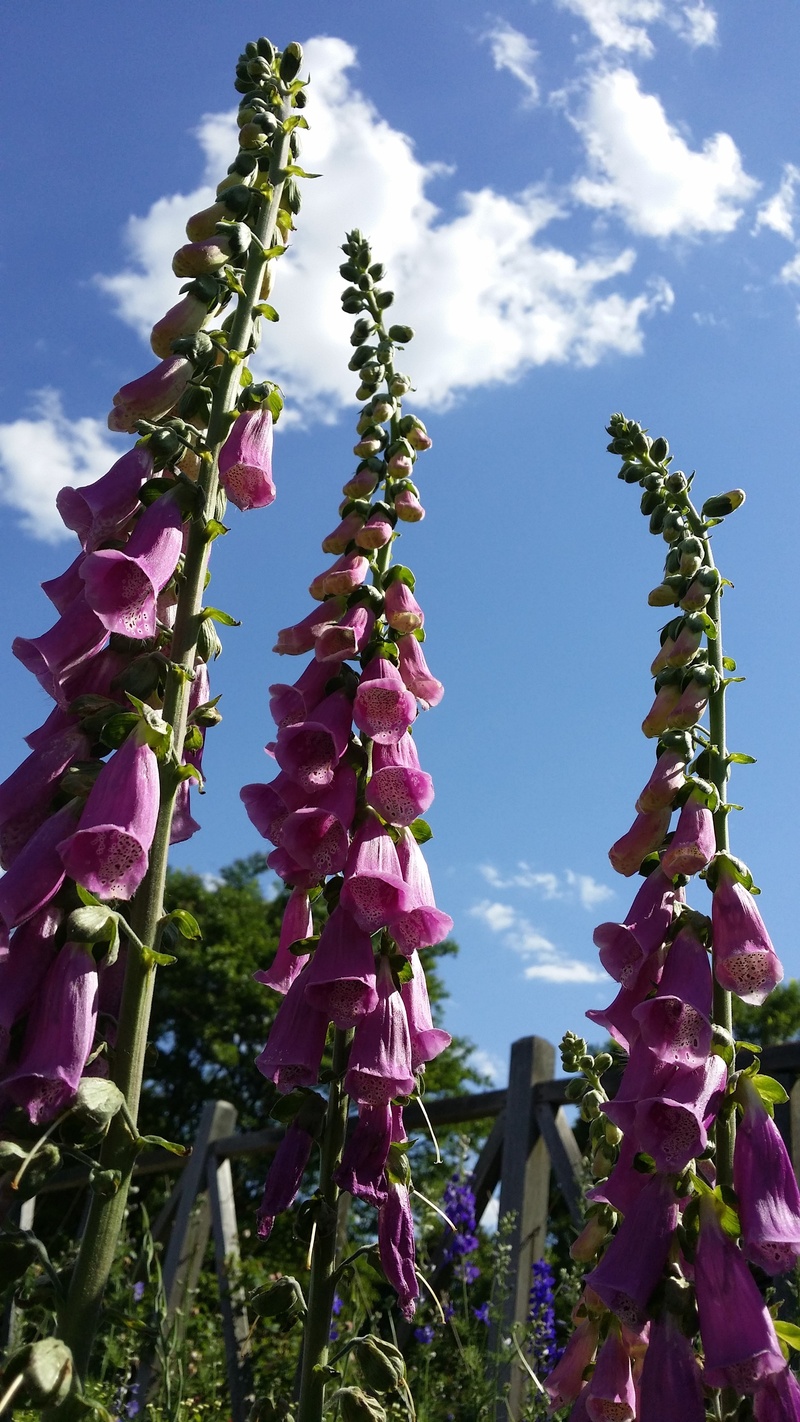 flowering plant, foxglove, beauty in nature, natural, purple, vulnerability, day, no people, 4K, floral, outdoors, freshness, bright, fragility, bloom