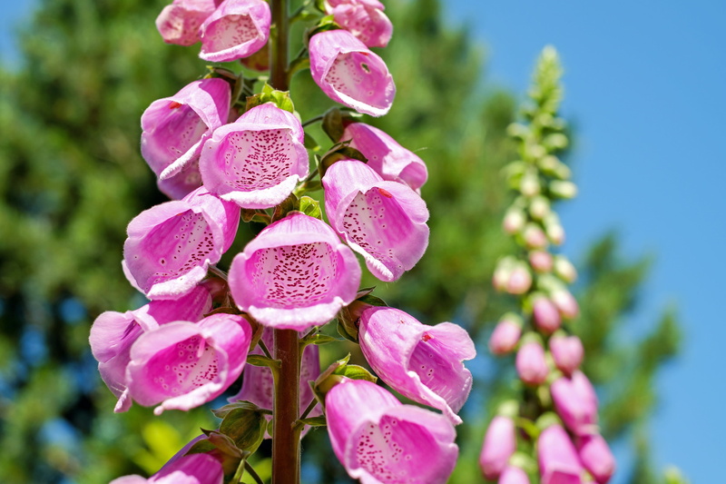 inflorescence, bloom, flora, low angle shot, purple, petal, growth, nature, flower, branch, field, 4K, blur, blooming, plant, day, flowers, delicate, beauty in nature