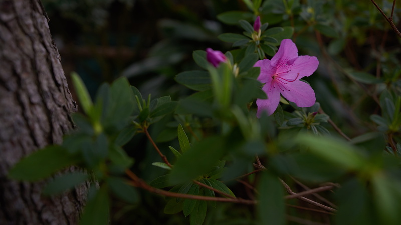cricket insect, flowering plant, no people, 5K, beauty in nature, acanthaceae, anemone, aquilegia, fragility, petal, growth, hibiscus, vulnerability, plant part