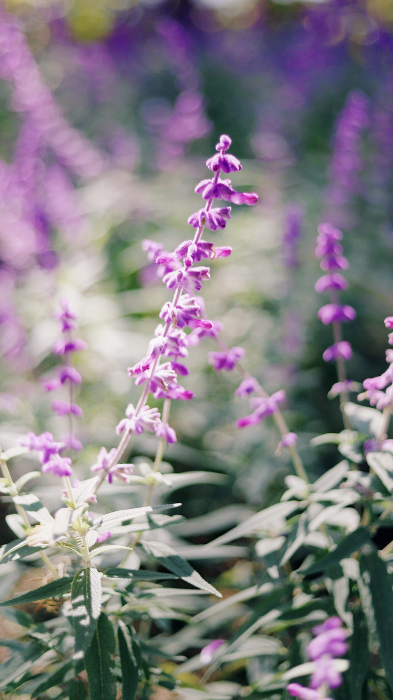 nature, lupin, springtime, growth, 5K, flowering plant, focus on foreground, petal, planter, beauty in nature, palm tree, jar, lavender, plant, purple