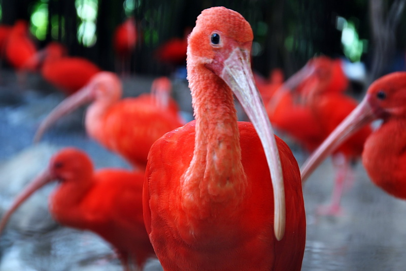 animal, group of animals, bird, ibis, flamingo, red, 2K, water, animals, animals in the wild, close-up, animal neck, beak, day, animal themes, large group of animals