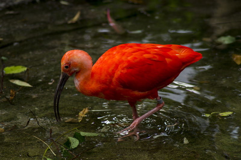 water, 5K, close-up, day, outdoors, red, zoo, bird, ibis, animal wildlife, focus on foreground, natural, animal, full length, nature, vertebrate, animals