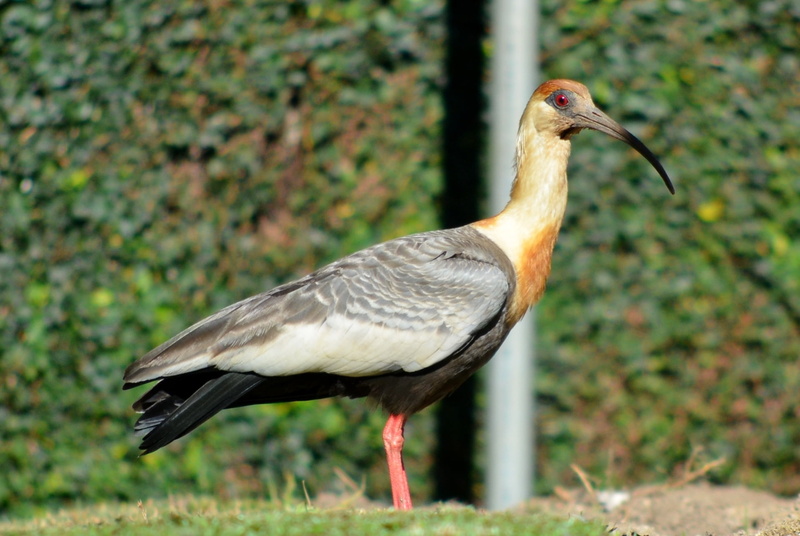 plant, focus on foreground, curicaca, 1080P, animal wildlife, standing, animal neck, south america, side view, day, brazil, bird, animal themes, field