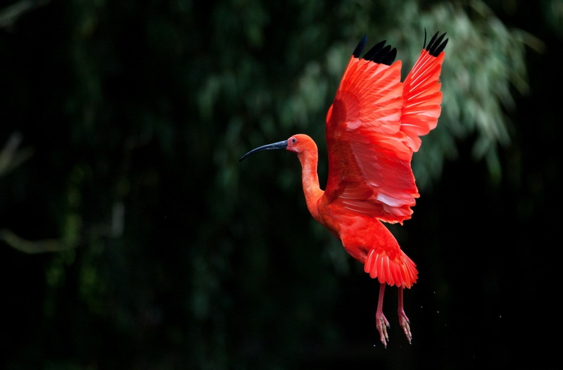 IBIS, red, bird, wings, 1080P, flight