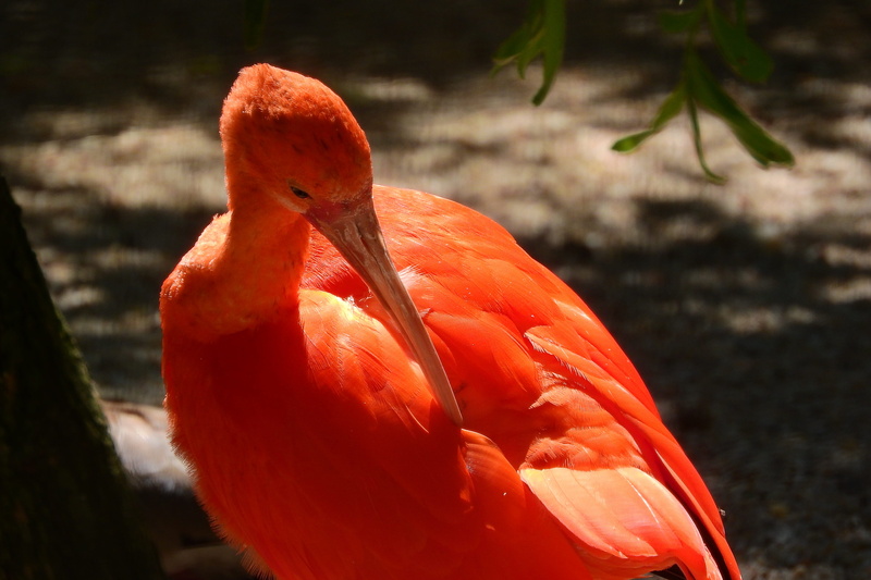 focus on foreground, beak, animal, bird, animals in the wild, red, sunlight, the south american brodivý bird, nature, animal themes, no people, 4K, perching