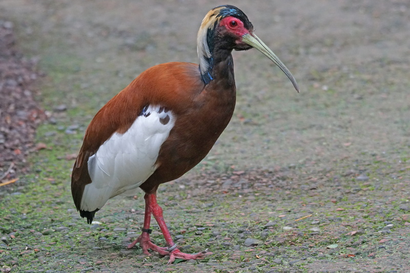 nature, Wader, day, schreizvogel, vertebrate, close-up, crested ibis lophotibis cristata, beak, rainforest, full length, animal wildlife, animal themes