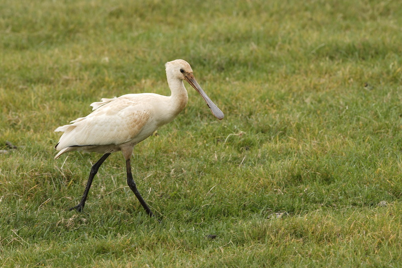 beaked, land, summer, stork, animal wildlife, 5K, vertebrate, green color, side view, animal themes, ibis, feather, no people, day, animal, long, blue