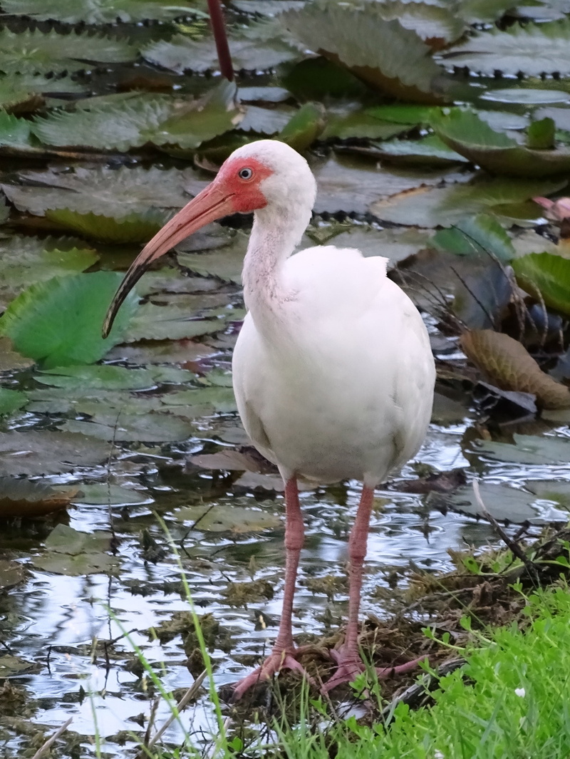focus on foreground, animal themes, day, lake, white color, 4K, fishing, no people, bird, wading, beak, vertebrate, one animal, water, animal wildlife