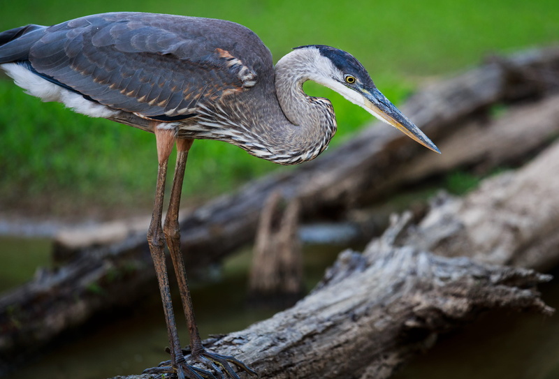 standing, gray Heron, animal body part, great Blue Heron, Blue Heron ...