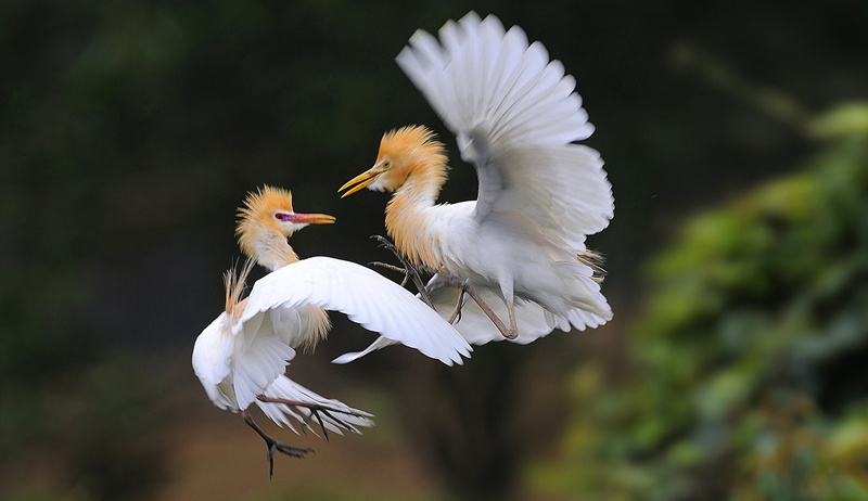 Heron, 1080P, bird, Crane, group of animals, focus on foreground, ibis, bokeh, animal body part, mid-air, animal, nature, Fighting, battle, flying, flapping