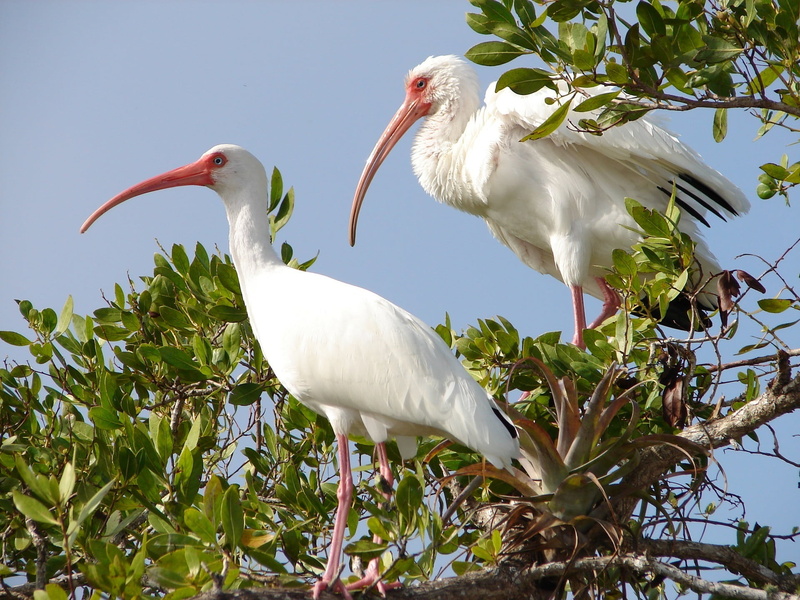 looking, animal family, vertebrate, animal wildlife, no people, stork, white ibis, wildlife, waterbirds, white color, day, beak, animal themes, plant, perched