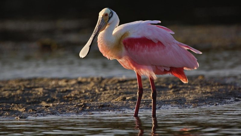 florida - Usa, lake, heron, outdoors, vertebrate, color Image, one animal, profile view, focus on foreground, animal themes, sea, white, animals In The Wild