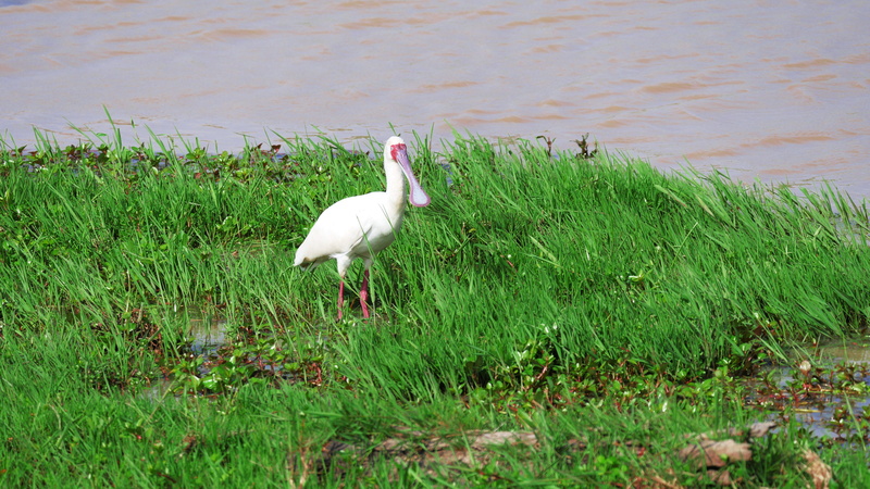 land, eastern, ol pejeta conservancy, platalea alba, waters, 5K, growth, green color, african spoonbill, bill, unusual, water, löffler, day, animal themes