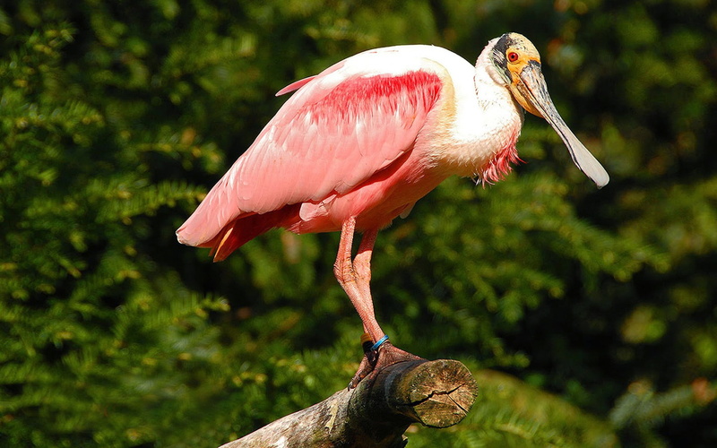 1080P, platalea, colhereiro, widescreen, ajaja