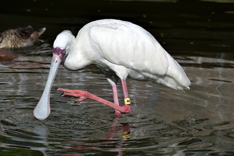 migratory, Bird, white color, feather, bill, stork, platalea, freshwater bird, animal, ibis, Spoonbill, spoonbill bird, vertebrate, beak, Bird, beauty in nature