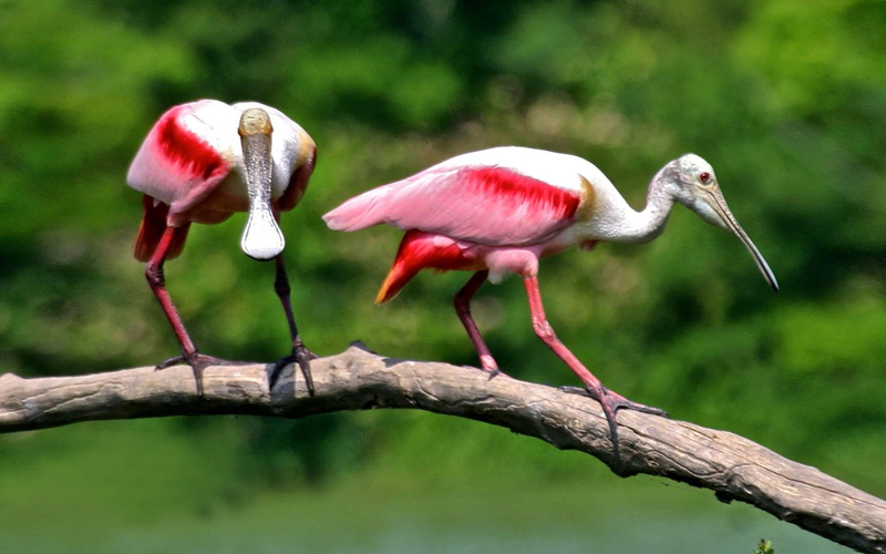 ajaja, 2K, bird, spoonbill, hd, pair, desktop, dry, branch, platalea