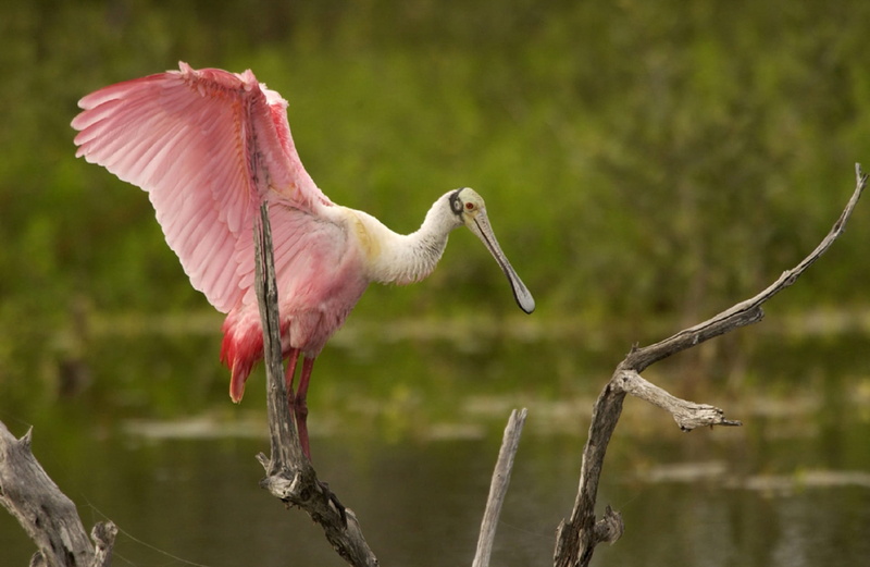 focus on foreground, vertebrate, full length, animal themes, wild, animal wing, animal neck, nature, flying, no people, spoonbill, one animal, beak, plant