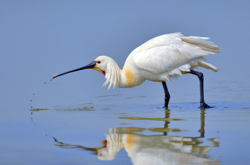 reflection, water, beak, lake, day, animal, no people, white color, 4K, bird, animals in the wild, wading, nature, ibis, one animal, animal themes, egret