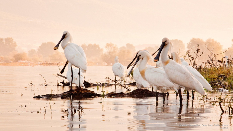 eurasian, lake, kerkini, Birds, spoonbills, greece, 2K, dawn