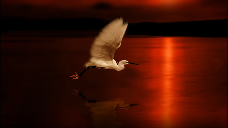 hawk, bird, animals, pelican, animal, kite, fly, sky, aquatic bird, sea, wading bird, flight, hummingbird, spoonbill, 1080P