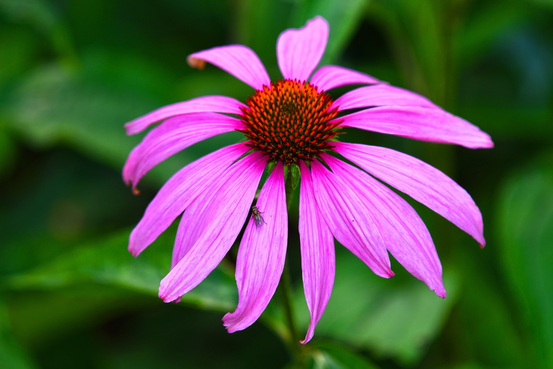 plant, focus on foreground, perennial, growth, flower, fragility, vulnerability, petal, purple, flowering plant, beauty in nature, freshness, close-up