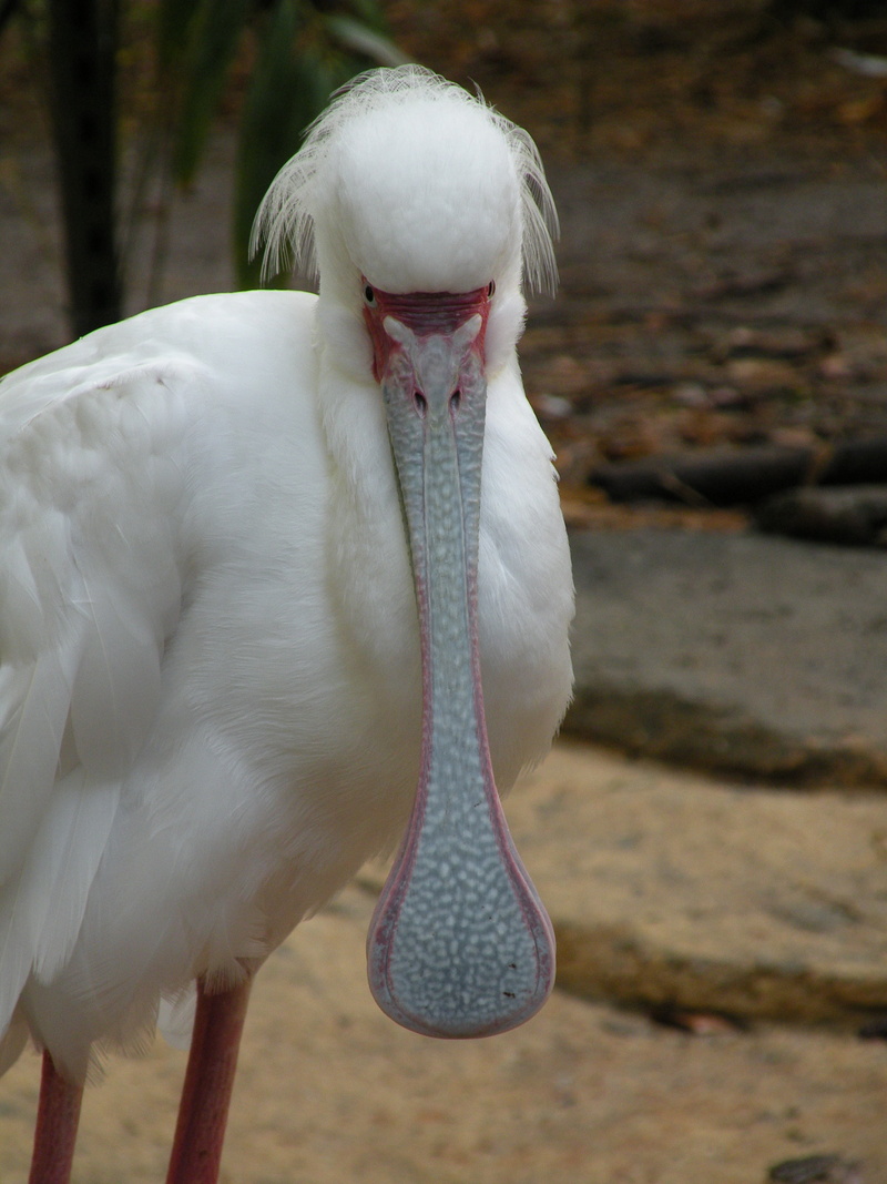 outdoors, wild, wildlife, animal body part, field, animal themes, water, close-up, bill, land, no people, focus on foreground, beak, animal wildlife, one animal